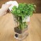 Progressive Prepworks BPA-Free Plastic Herb ProKeeper for Herbs, White